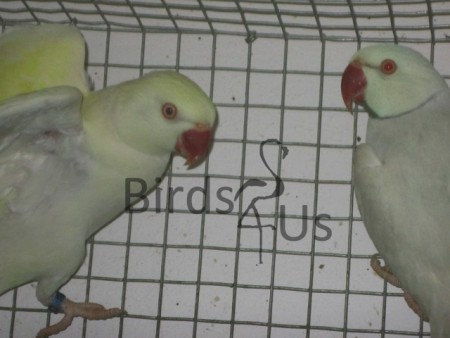 Macho Azul Palidino  x Fêmea Cremina 